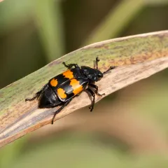 Boreal Burying Beetle thumbnail 4