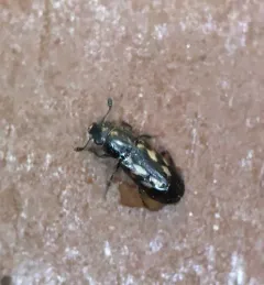 Glischrochilus vittatus thumbnail 3