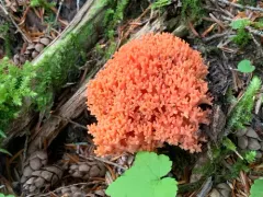 Ramaria stuntzii thumbnail 2