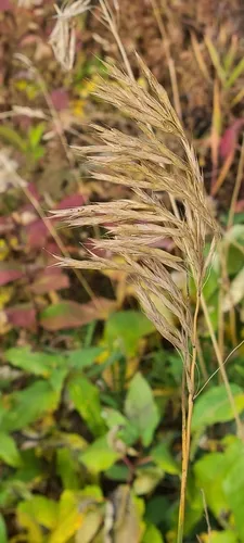 Meadow Brome