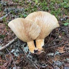 spotted milkcap thumbnail 4
