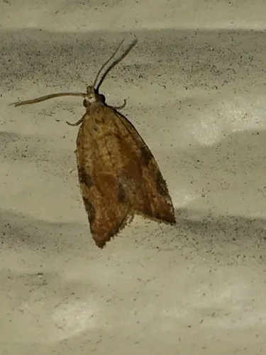 Orange Tortrix Moth