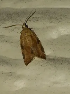 Orange Tortrix Moth thumbnail 1