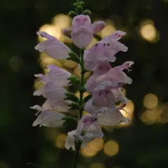 obedient plant thumbnail 4