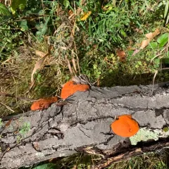Northern Cinnabar Polypore thumbnail 3