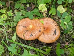 Lactarius aestivus thumbnail 3