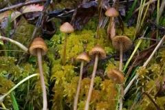 Galerina hybrida thumbnail 1