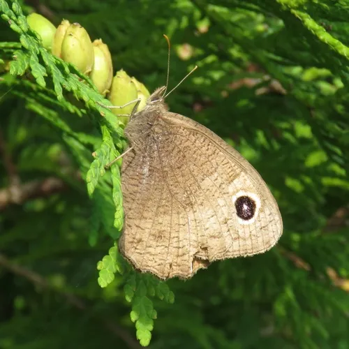 Common Wood-Nymph