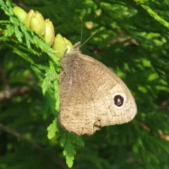 Common Wood-Nymph thumbnail 1
