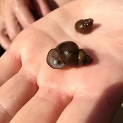Chinese Mystery Snail thumbnail 3