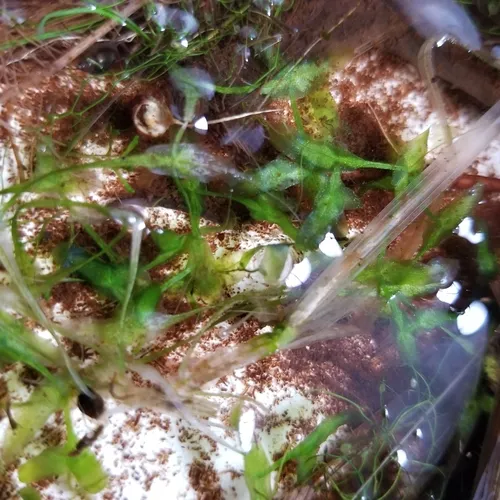 Ivy-leaved Duckweed