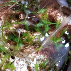 Ivy-leaved Duckweed thumbnail 1