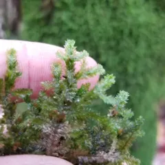 shingle moss thumbnail 2