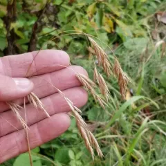 Fringed Brome thumbnail 2