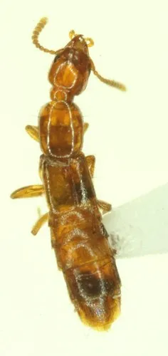 Atrecus punctiventris