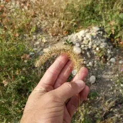 giant foxtail thumbnail 2