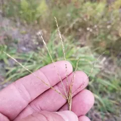 smooth crabgrass thumbnail 2