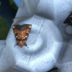 Thistle Stem Borer Moth thumbnail 2