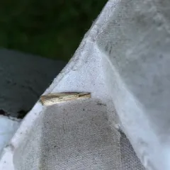 Lesser Vagabond Sod Webworm Moth thumbnail 1