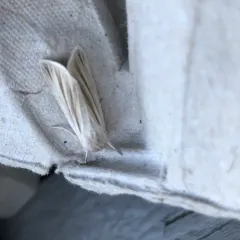 Marsh Dagger thumbnail 1