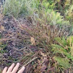 Hairy Crabgrass thumbnail 3