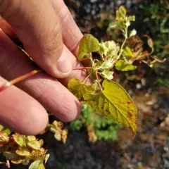 climbing false buckwheat thumbnail 2