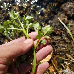 Pennsylvania Bittercress thumbnail 2