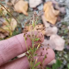 narrowleaf pinweed thumbnail 3
