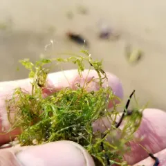 Clustered Stonewort thumbnail 2