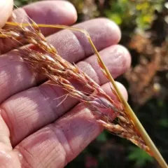Indiangrass thumbnail 3