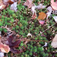 Common Haircap Moss thumbnail 3