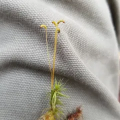 Waxyleaf Moss thumbnail 3