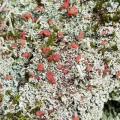 Fence-rail Cladonia thumbnail 4
