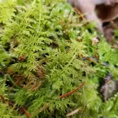 delicate fern moss thumbnail 3