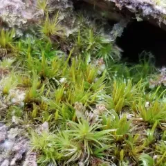 Whip Fork Moss thumbnail 2