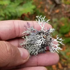 Common Antler Lichen thumbnail 1