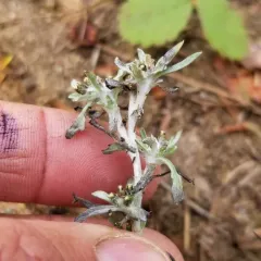 marsh cudweed thumbnail 3