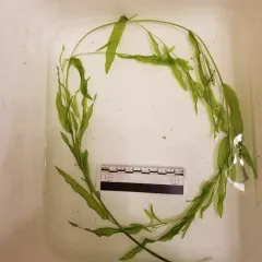 shining pondweed thumbnail 2
