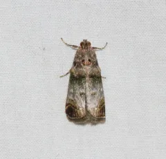 Orange-tufted Oneida Moth thumbnail 2
