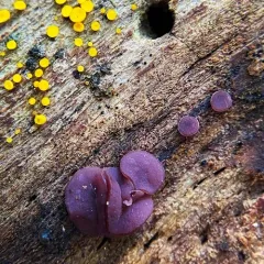 Purple Jellydisc thumbnail 3