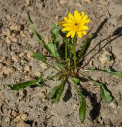 alpine lake false-dandelion thumbnail 1