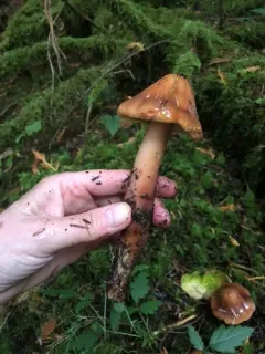 Phaeocollybia kauffmanii thumbnail 2