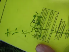 Bog Stitchwort thumbnail 2