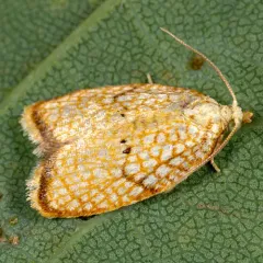 Maple Leaftier Moth thumbnail 2