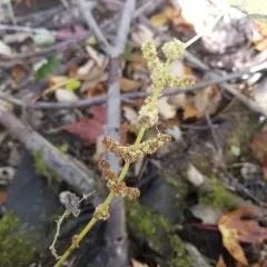 false nettle thumbnail 4