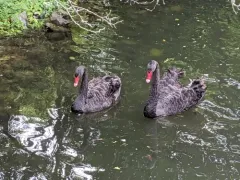 Black Swan thumbnail 1