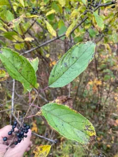 Chinese buckthorn thumbnail 3