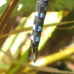 Black-tipped Darner thumbnail 2