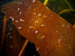 Chromopleustes oculatus thumbnail 4