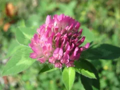 Red Clover thumbnail 1